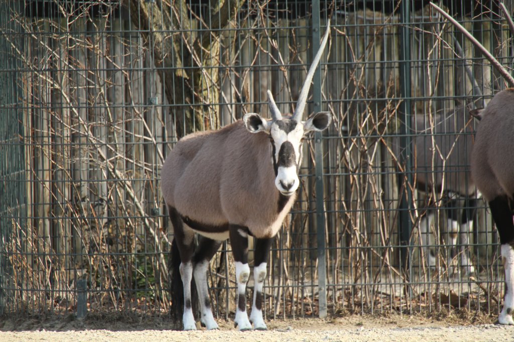 Sdafrikanische Oryxantilope (Oryx gazella gazella) am 10.3.2010 im Zoo Berlin.