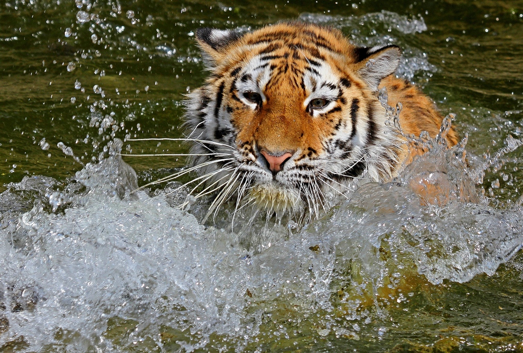 Sumatra-Tiger   