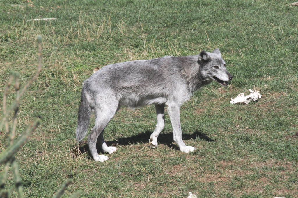 Timberwolf (Canis lupus lycaon) am 18.9.2010 im Zoo Sauvage de Saint-Flicien,QC. 