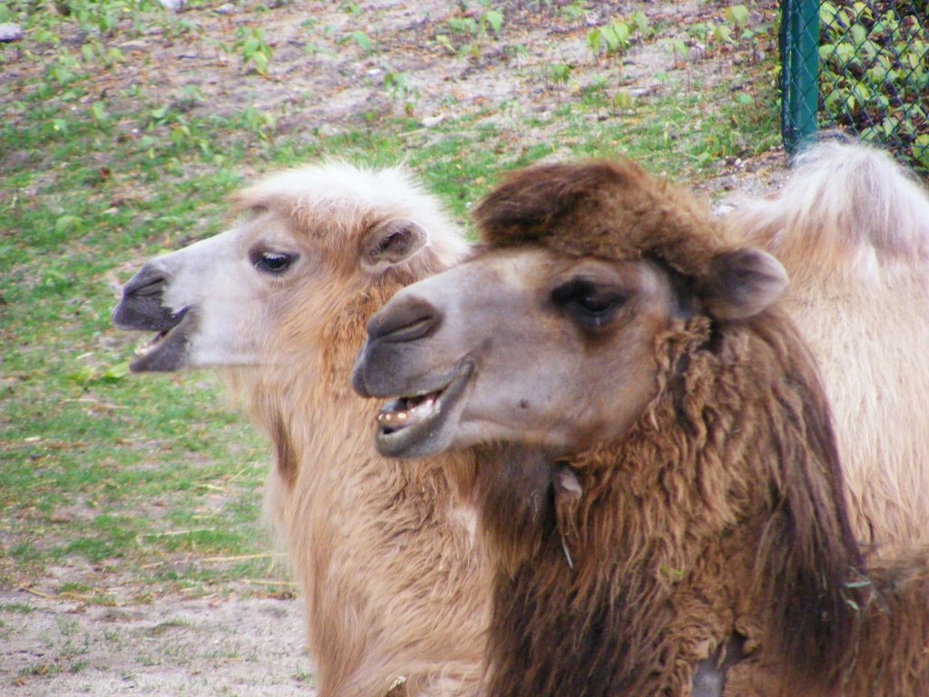 Trampeltiere im Gelsenkirchener Zoo am 2. Mai 2010.
Das Trampeltier ist eine Unterart der Kamele, das besonders in Asien als Last- und Nutztier eingesetzt wird.