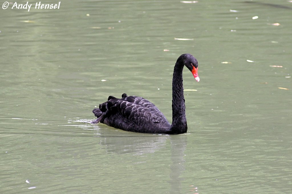 Trauerschwan   