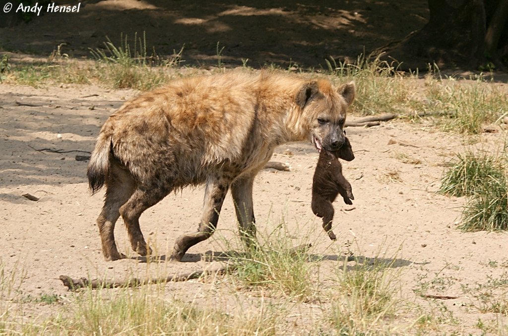 Tüpfelhyäne oder Fleckenhyäne Tierfotos.eu
