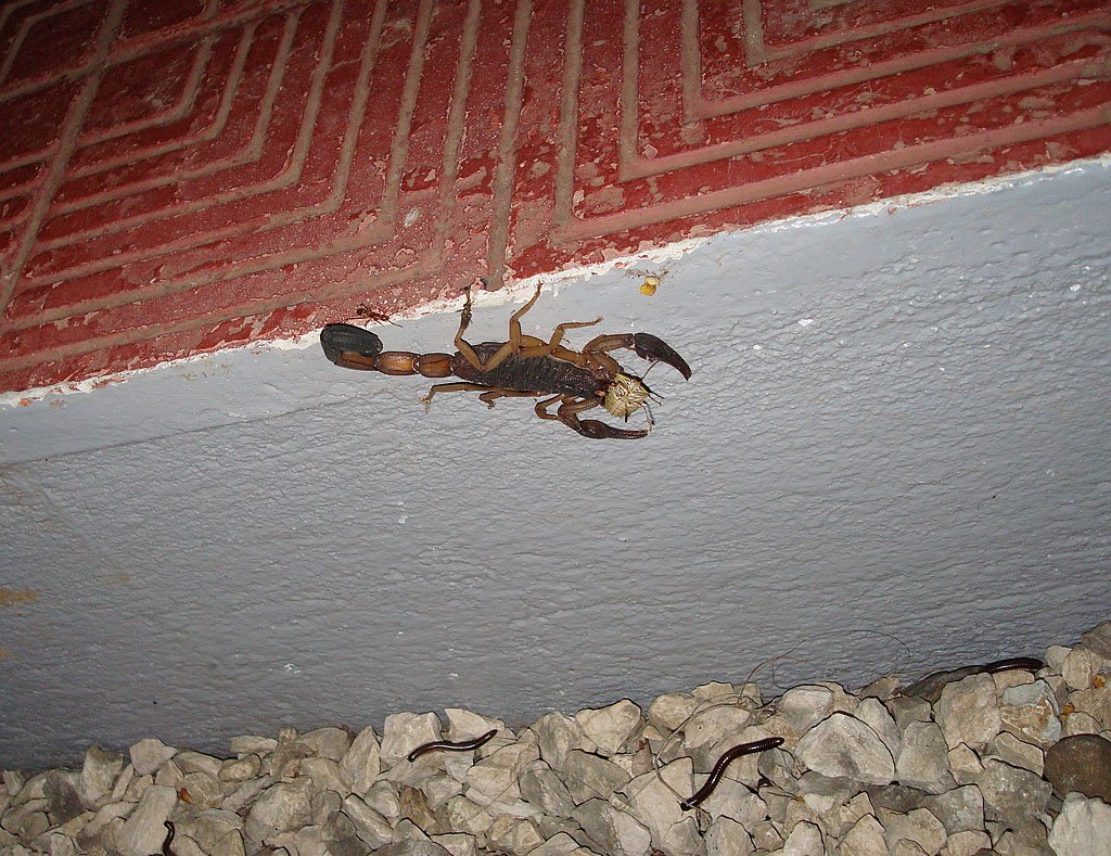 Von diesmal 5 gesichteten Skorpionen der grsste (12-15 cm), Costa Rica, 05. Jan. 2010, 20:47