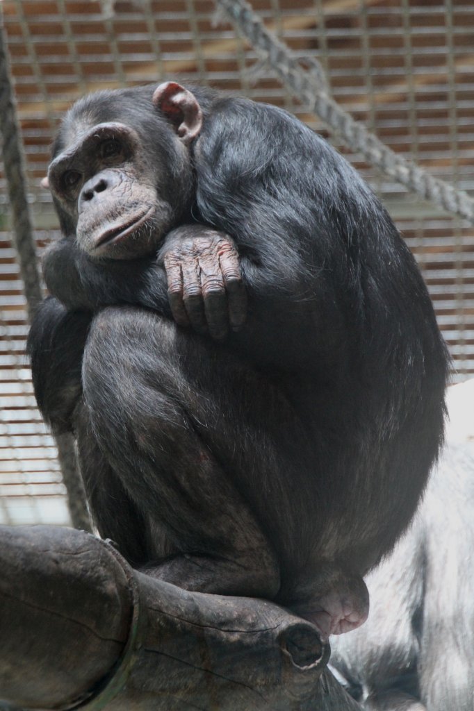 Vor sich hin trumender Schimpanse (Pan troglodytes) am 22.6.2010 im Leintalzoo bei Schwaigern.
 

