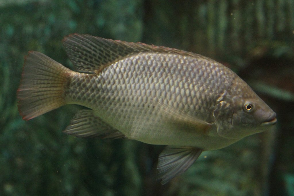 Wahrscheinlich ein  Goldtilapia  (Oreochromis aureus) am 3.10.2010 im Marineland in Niagara Falls. Dieses Tier stammt aus Liberia und der Elfenbeinkste und kann bis zu 35cm gro werden.