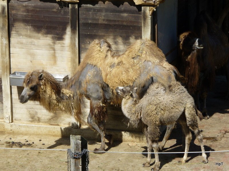 Walter Zoo Gossau/SG - Bewohner ein Kamel Dame mit Jungem.. Foto vom 20.05.2007