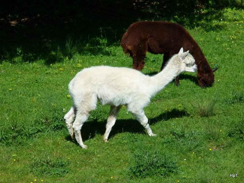Walter Zoo Gossau/SG - Bewohner zwei Lamas  .. Foto vom 20.05.2007