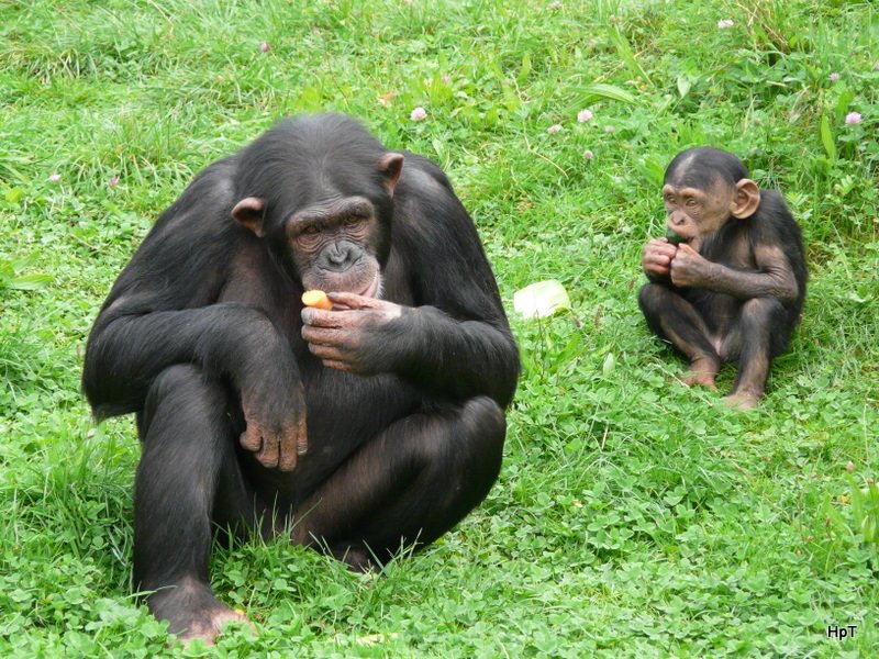 Walter Zoo Gossau/SG - Bewohner eine Schipansin mit ihrem Jungen beim Essen .. Foto vom 06.09.2008