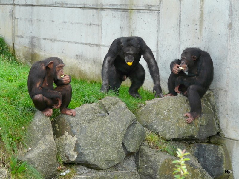 Walter Zoo Gossau/SG - Bewohner drei Schipansen beim Essen .. Foto vom 06.09.2008