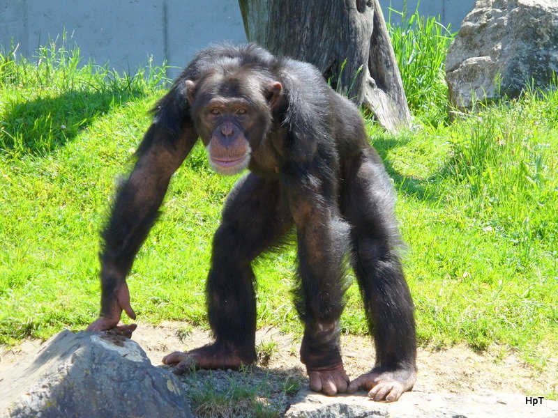 Walter Zoo Gossau/SG - Bewohner ein Schimpanse am 20.05.2009 
...  Was Gucks Du ...
