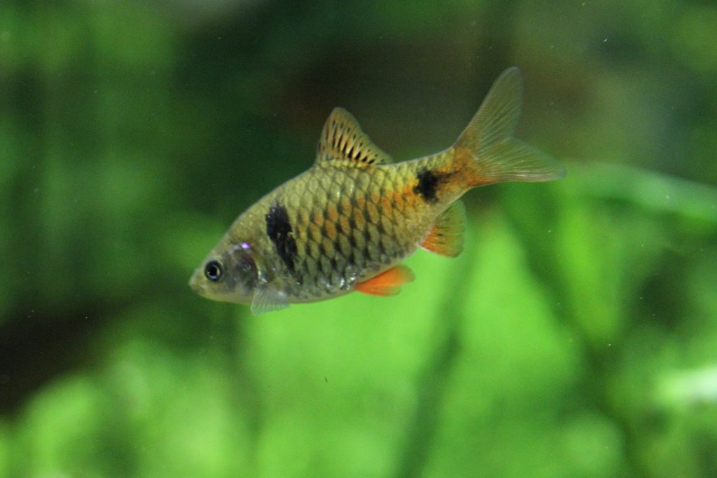 Weibliche Odessabarbe (Barbus odessa syn. Puntius padamya) am 19.3.2010 im Zooaquarium Basel.