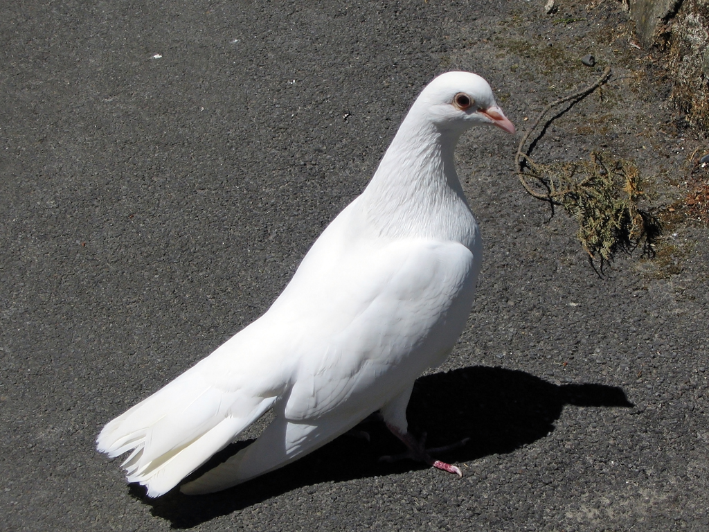 Wei�e Taube, Centenniel Gardens in Napier - New Zealand 10.12.2004