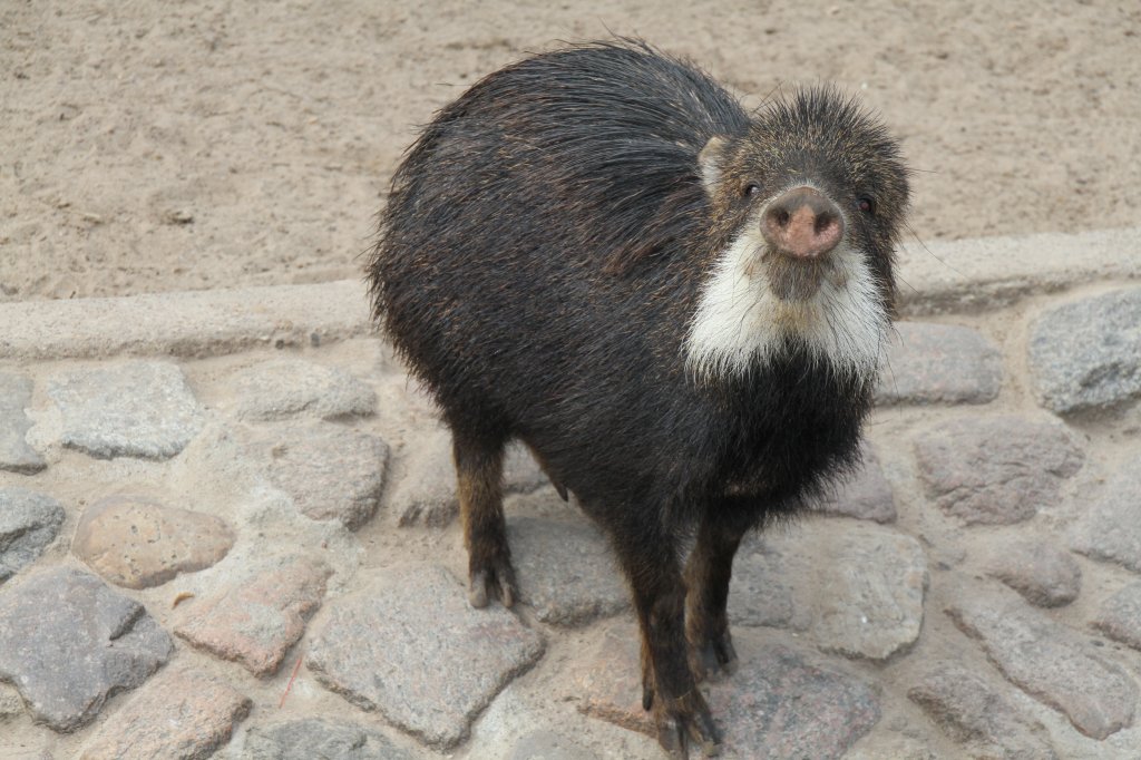 Weibartpekari oder auch Bisamschwein (Tayassu pecari) am 10.3.2010 im Zoo Berlin.

