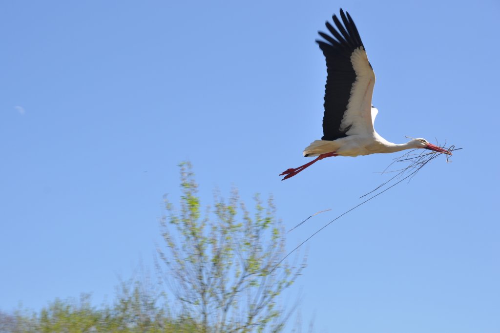 Wei�storch in Rheine-Bentlage, 11.04.2011  