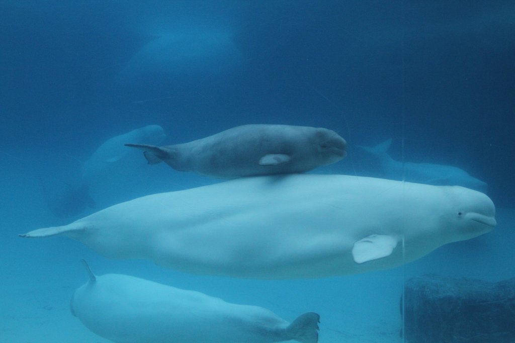 Weiwalkuh mit Jungtier (Delphinapterus leucas) am 3.10.2010 im Marineland in Niagara Falls,ON.