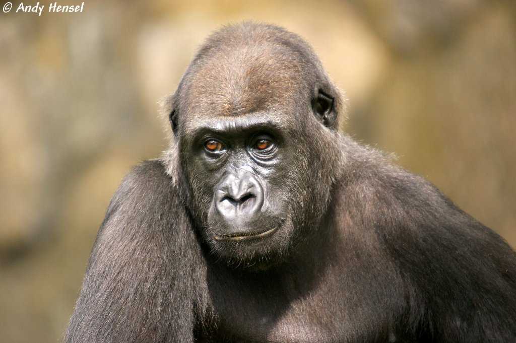 Westlicher Flachlandgorilla  