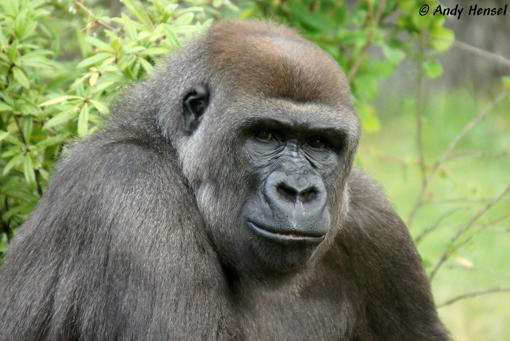 Westlicher Flachlandgorilla  