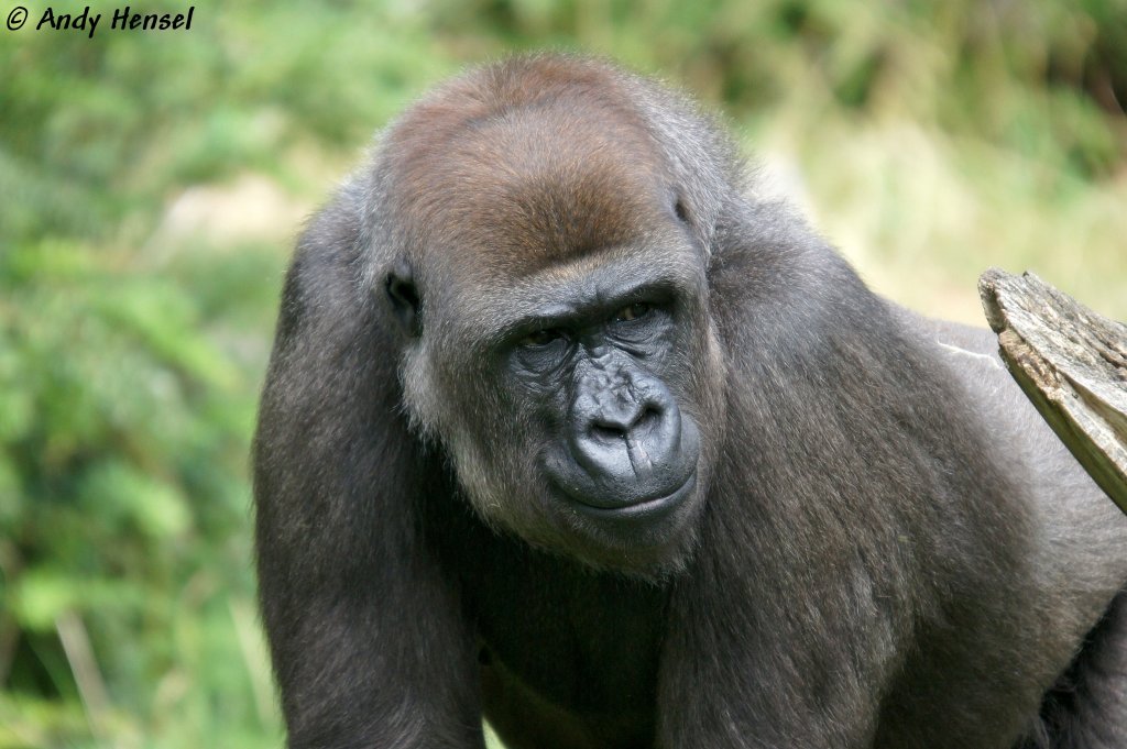 Westlicher Flachlandgorilla  