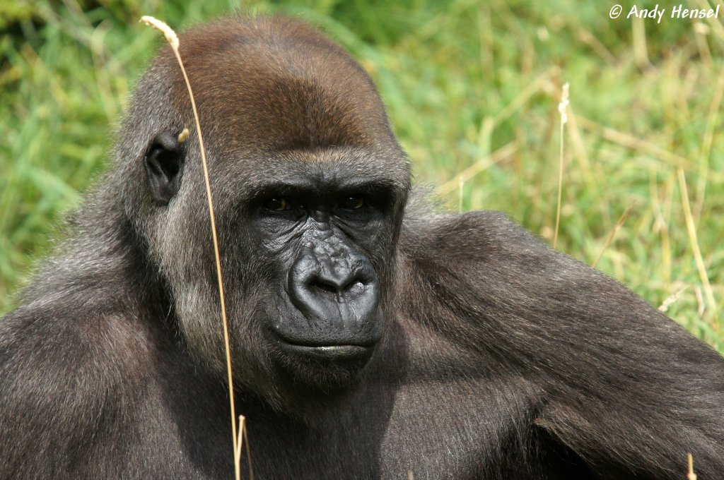 Westlicher Flachlandgorilla  