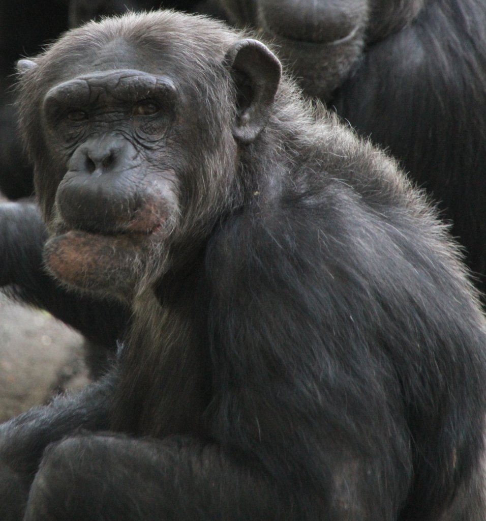 Wo sind nur meine Zhne. Schimpanse am 22.6.2010 im Leintalzoo bei Schwaigern.