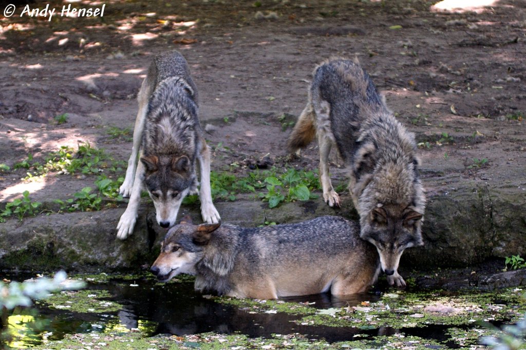 Wolf (Eurasischer Wolf)  