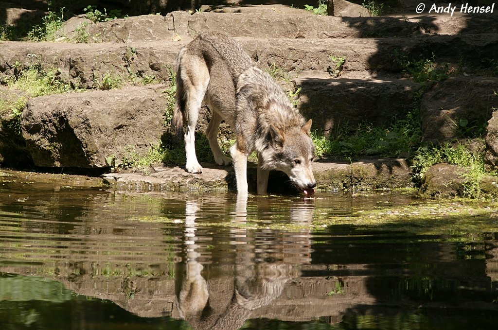 Wolf (Eurasischer Wolf)  