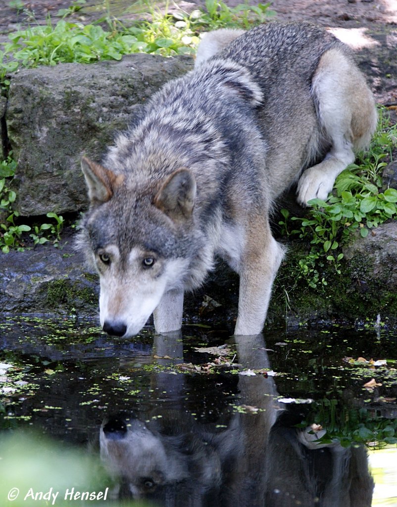 Wolf (Eurasischer Wolf)