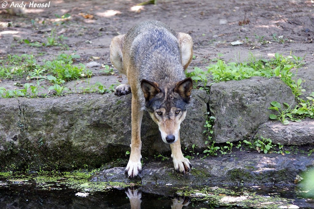 Wolf (Eurasischer Wolf)  