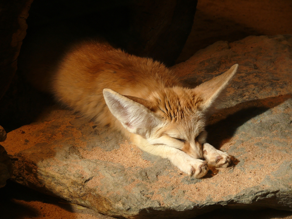 W�stenfuchs beim Mittagsschlaf, Wilhelma 06.05.2008  