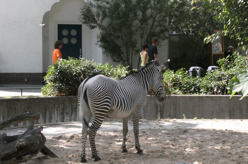 Zebra in Berlin.