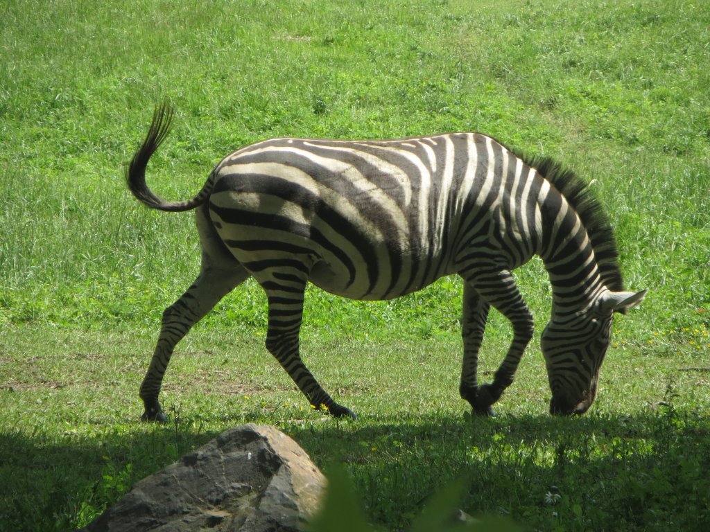 Zebra im Zoo von Oppeln (Opole) am 31.05.2013