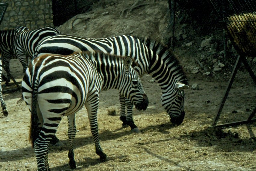 Zebras in der Rserve Africaine de Sigean in Sdfrankreich im Juli 1988