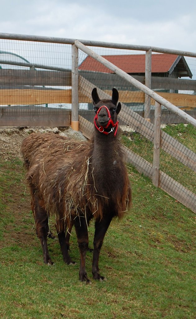 Zum Fotoshooting hat sich dieses
Lama auf Gut Aiderbichl aufgestellt.
(Henndorf, 20.03.2011)