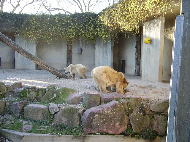 Zwei anscheiend Braunbren in Heidelberger Zoo am 22.01.11. Fr mich sind das Eisbren.