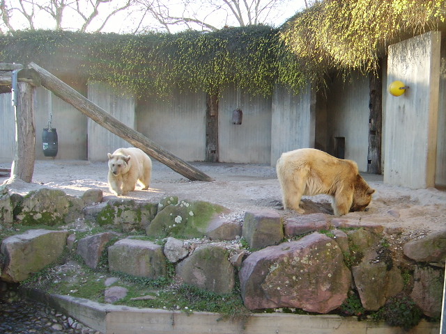 Zwei Braunbren in Heidelberger Zoo am 22.01.11