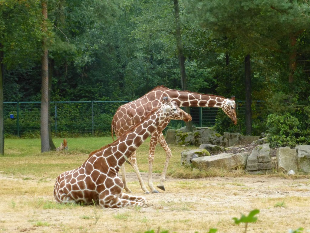 Zwei Giraffen im Tierpark in Nrnebrg, 29.07.2013.
