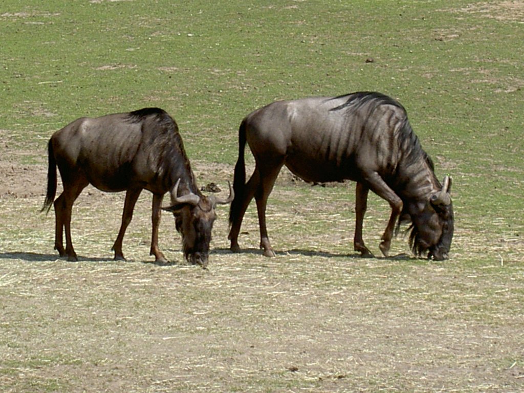 Zwei grasende Streifengnus am 2.7.2006 auf der Savanne im Tierpark Kolmrden.
