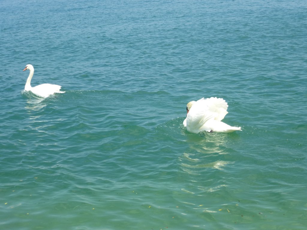 Zwei Schwne schwimmen im Gardasee, Sirmione am 28.05.2013.