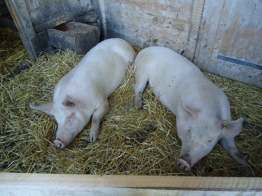 Zwei Schweine habens gemtlich am 1. August 2010 auf der Alp Laueli ob Adelboden
