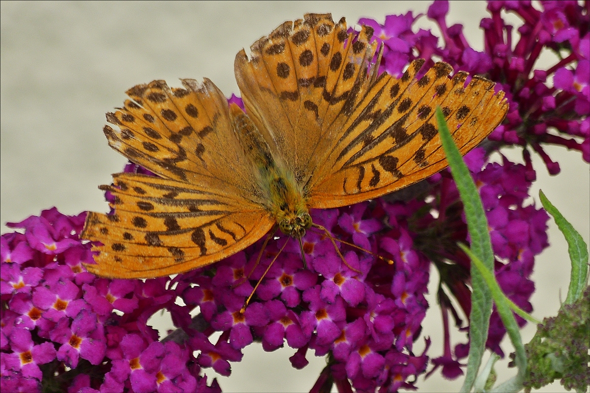. Auch dieser abgeflogene Kaisermantel war am 18.08.2016 kurz auf unserem Schmetterlingsstrauch zu Gast.