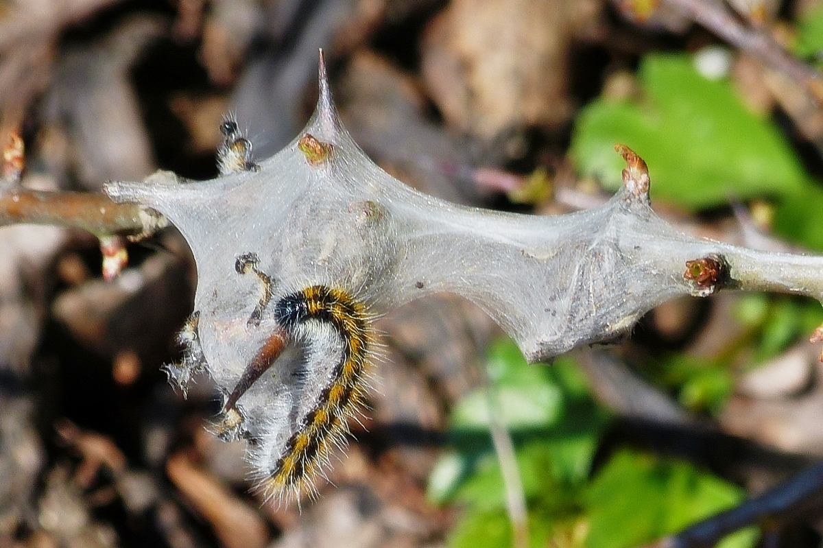 . Baum-Weiling , von der Raupe bis zum Schmetterling, die erste Raupe hat ihr Nest in der Weidornhecke verlassen. 23.04.2015 (Hans)