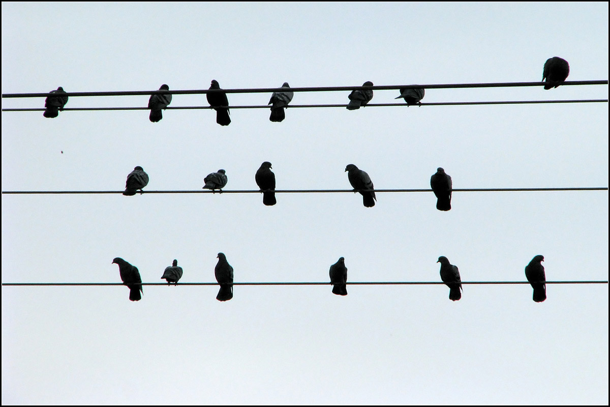 . Die, links oben lsst wohl etwas fallen -

Tauben auf Leitungskabeln in Waiblingen.

27.03.2008 (J)