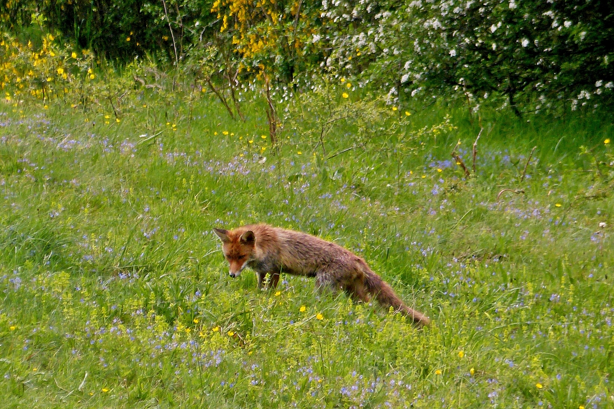 . Diesen Fuchs endeckte ich heute mittag am 13.05.2014 auf freiem Feld bei der Nahrungssuche, ob er hier wohl etwas endeckt hat? 