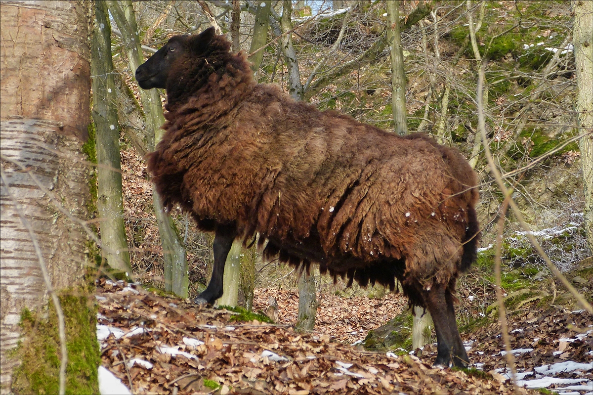 . Dieses Schaf hat kalte Fsse, deshalb versteckt es einen Fu im Fell, freilaufend im Wald, gesehen im Januar 2016. (Hans)