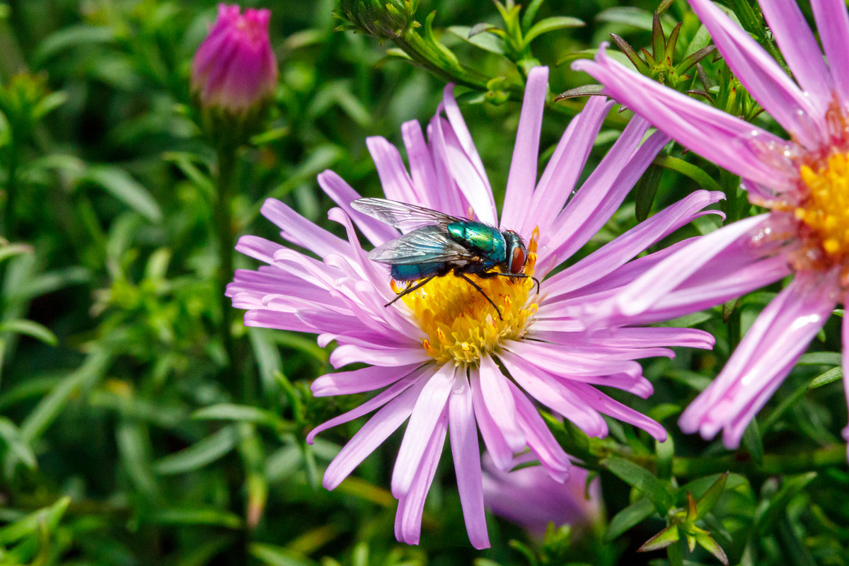10.9.2020 - Die Astern im Garten bieten nicht nur Schmetterlingen und Bienen Nahrung. Auch Schmeifliegen bedienen sich hier gerne.