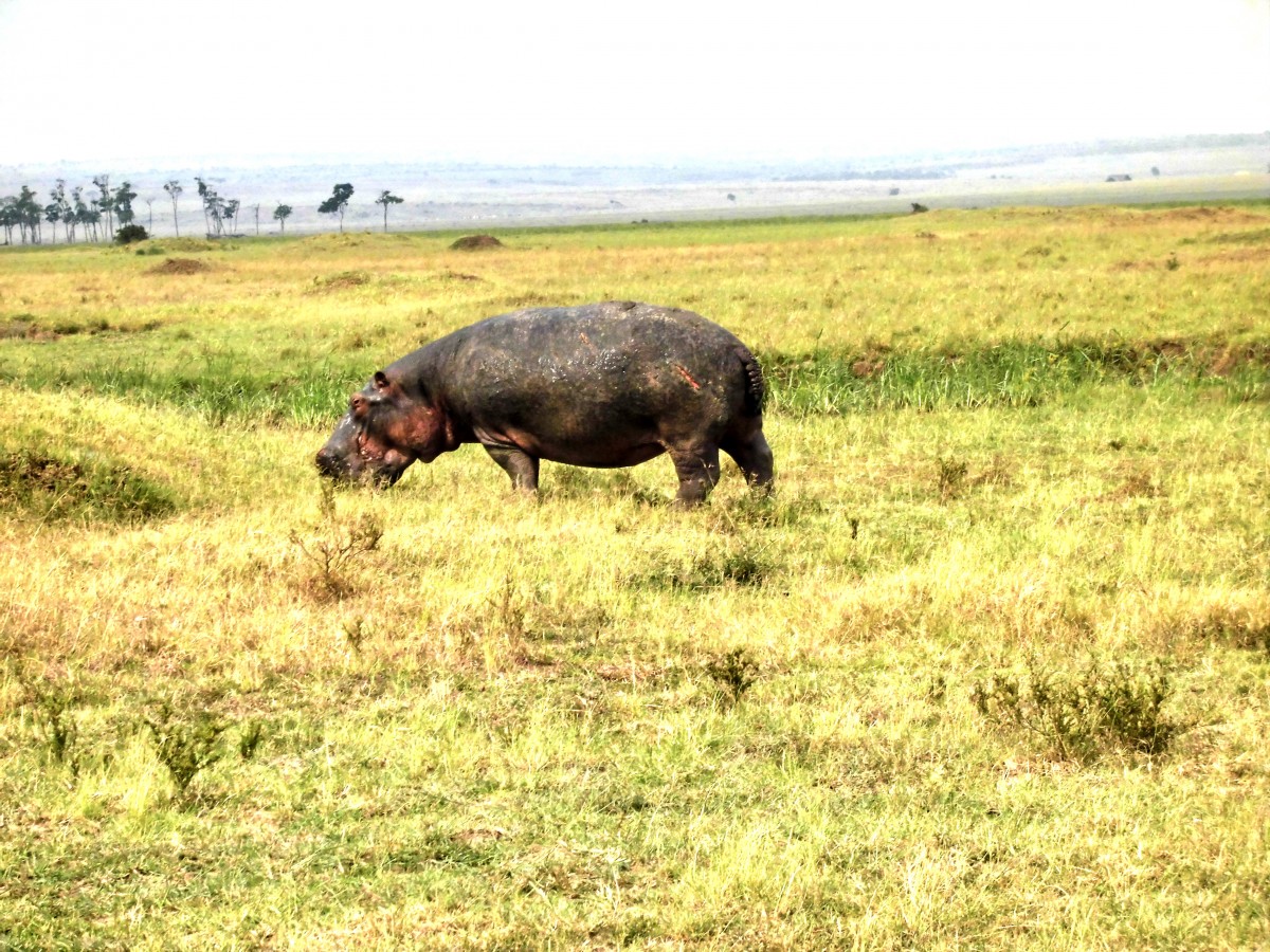 15. Februar 2014, Flusspferd in der Massai Mara