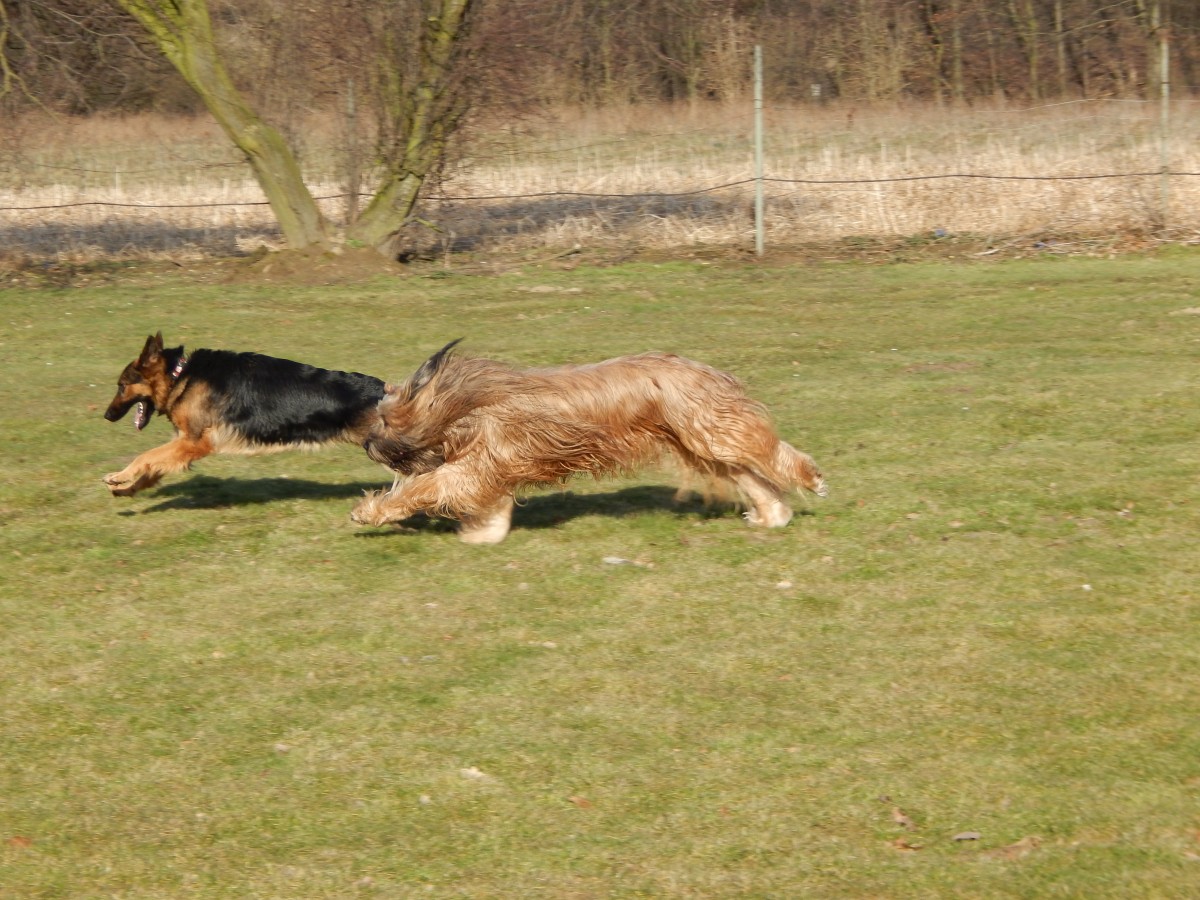 2 Hunde auf den Hundeplatz beim spielen. Vorne ist ein deutscher Schferhund dahinter ist ein Briar.

Grevenbroich 07.03.2015