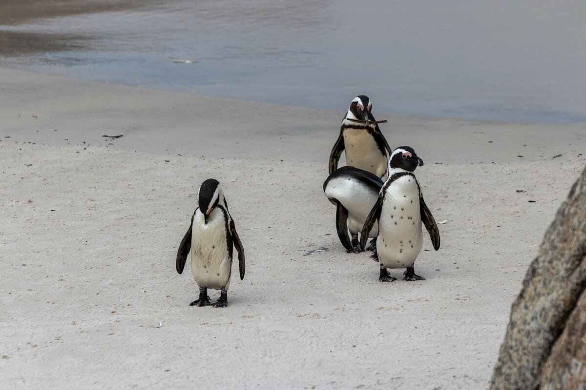 3 Pinguine im August 2018 an der Kste von Sdafrika