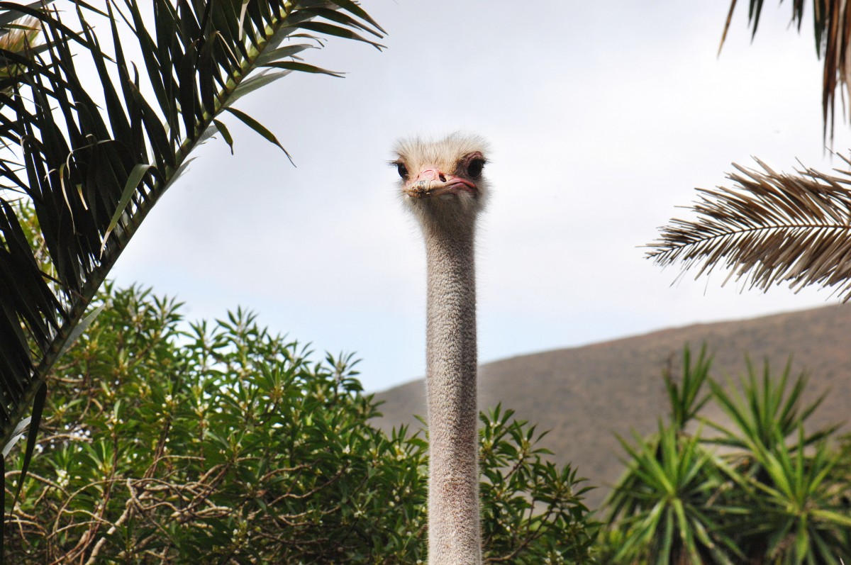 Afrikanischer Strau (Struthio camelus) in Guinate, Lanzarote.

Aufnahmedatum: 1. Maj 2011.