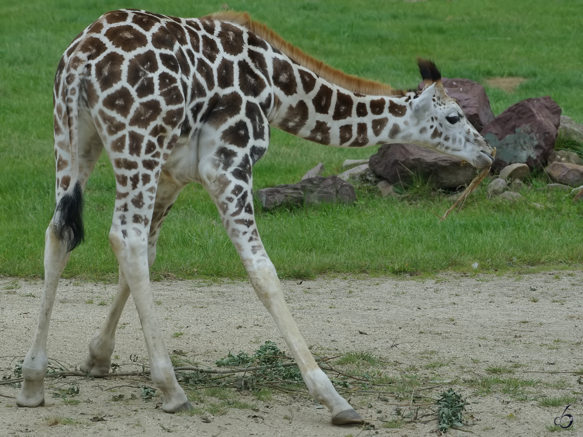 Aller Anfang ist schwer, auch fr diese junge Rothschild-Giraffe. (Zoom Gelsenkirchen, September 2009)